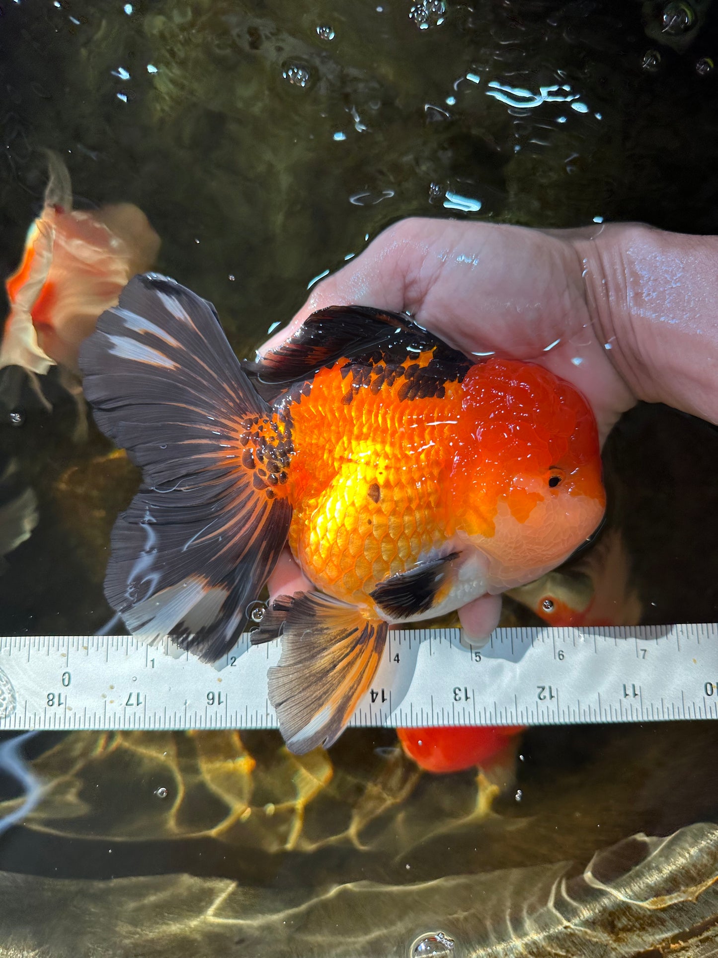 NEMO AAA Grade Apache Oranda Male 6.5 inches  #082225OR_09