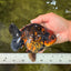 CHUNKY A Grade Tiger Yuanbao Female 5-5.5 inches #091826YB_10