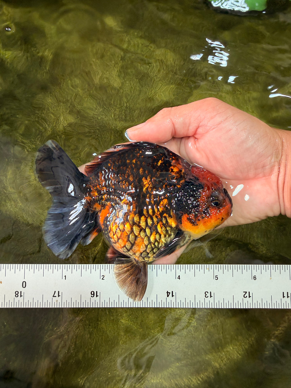 CHUNKY A Grade Tiger Yuanbao Female 5-5.5 inches #091826YB_10