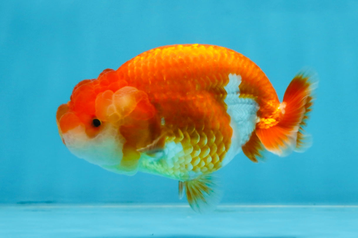 AAA Grade Red White LionQueen 4 inches #103125LC_29