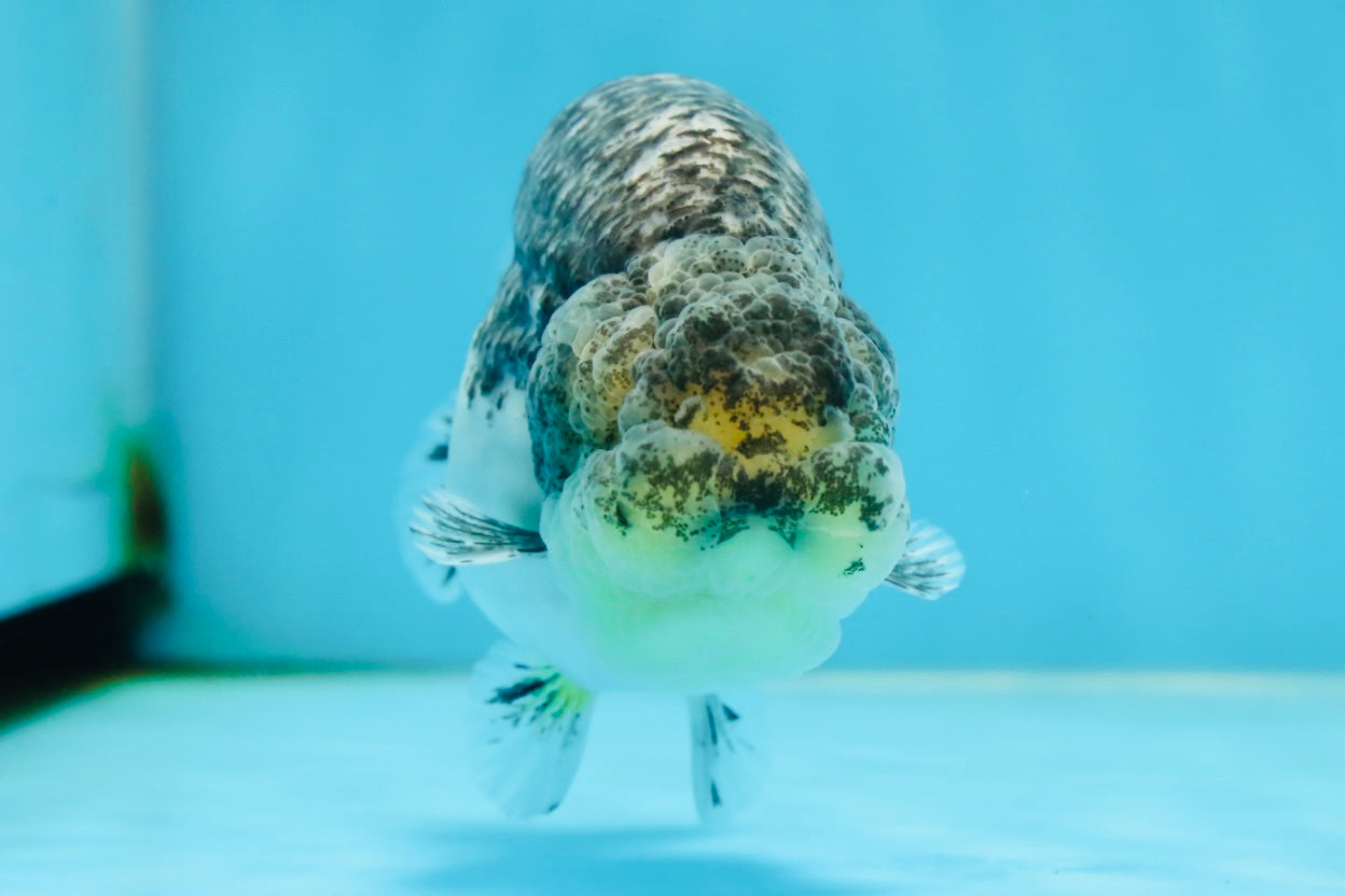 A Grade Beautiful Kirin Female LionQueen 4 inches #060625LC_03