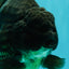 GODZILLA AAA Grade Black Oranda Male 6.5-7 inches #073126OR_01