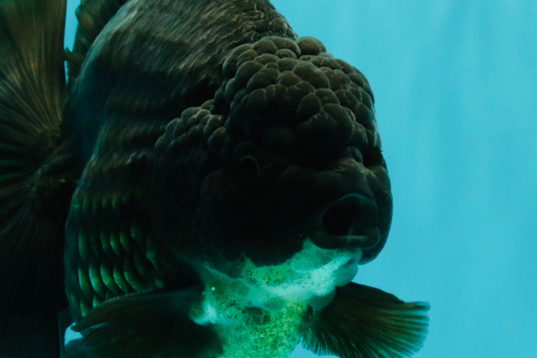 GODZILLA AAA Grade Black Oranda Male 6.5-7 inches #073126OR_01