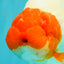 UNIQUE A Grade Red Head Buffalo Ranchu Female 6 inches #100926RC_30