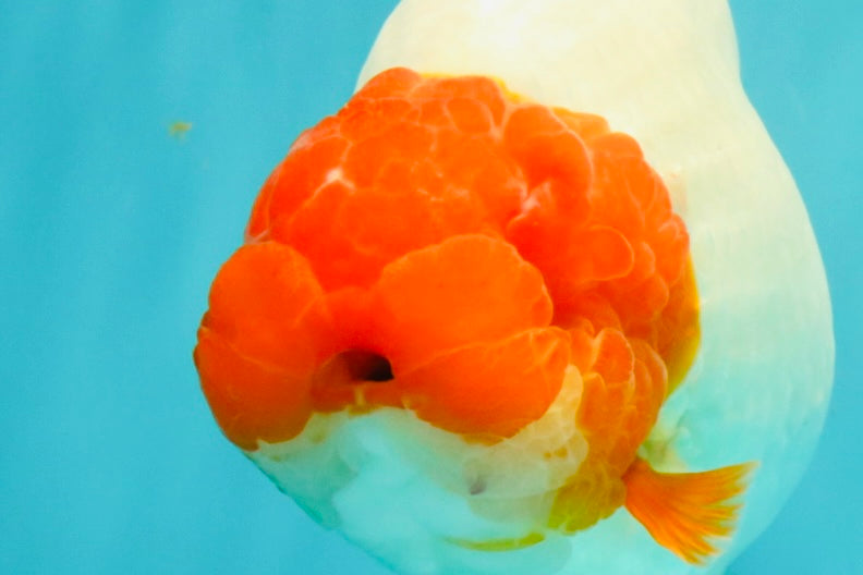 UNIQUE A Grade Red Head Buffalo Ranchu Female 6 inches #100926RC_30