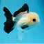 A Grade Panda Button Eyes Oranda Female 4-4.5 inches #0830OR_01