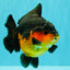 SUPER CUTE AAA Grade Apache Yuanbao Female 5 inches #062626YB_14