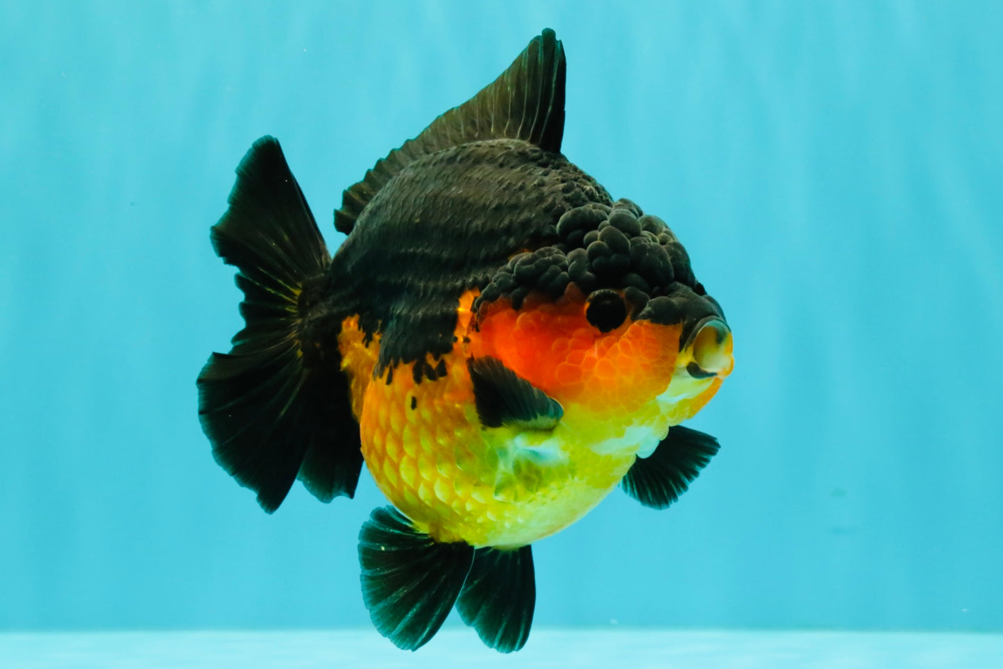 SUPER CUTE AAA Grade Apache Yuanbao Female 5 inches #062626YB_14