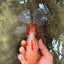 CHICKIE A Grade Red White Oranda Male 6-6.5 inches #082826OR_13