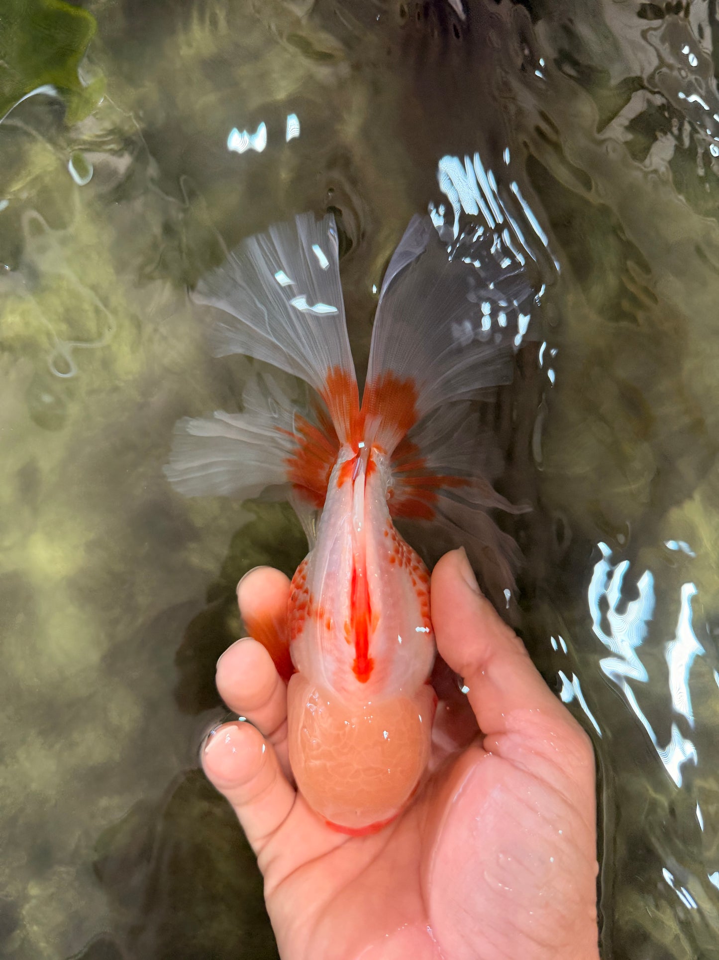 CHICKIE A Grade Red White Oranda Male 6-6.5 inches #082826OR_13