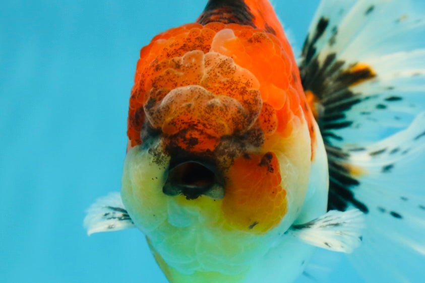 AAA Grade RARE Godzilla Calico Sakura Oranda Male 5.5 inches #051625OR_20