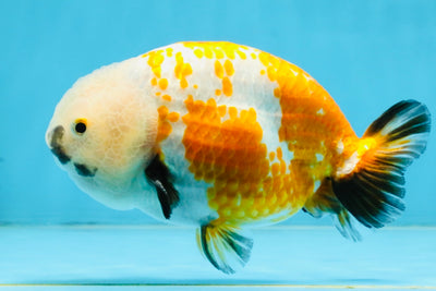 A Grade Tricolor LionKing 5-5.5 inches #112125LC_01