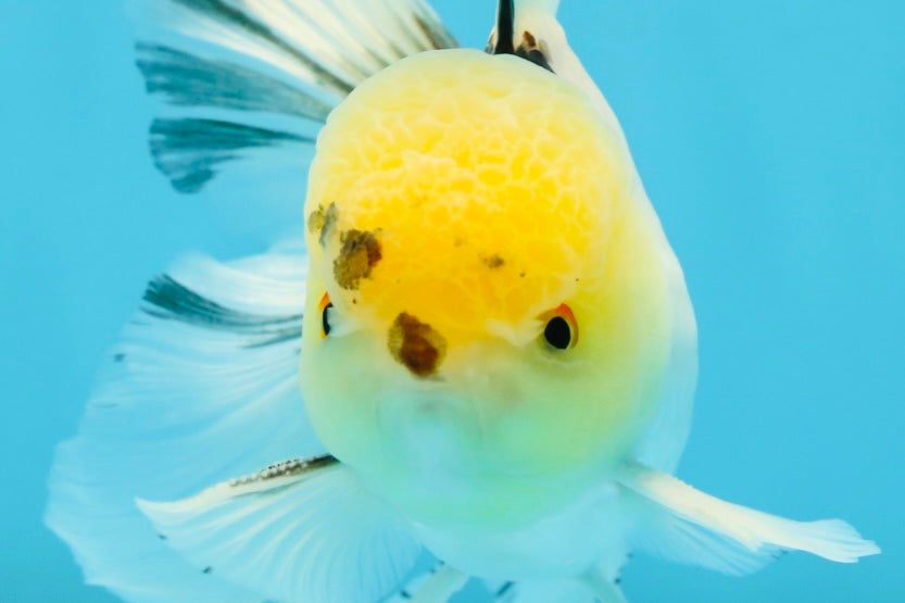 A Grade Panda Oranda Male 5 inches #052325OR_03