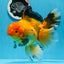 Oro negro grado AAA (Apache) Oranda macho de 7 pulgadas n.° 0712OR_16