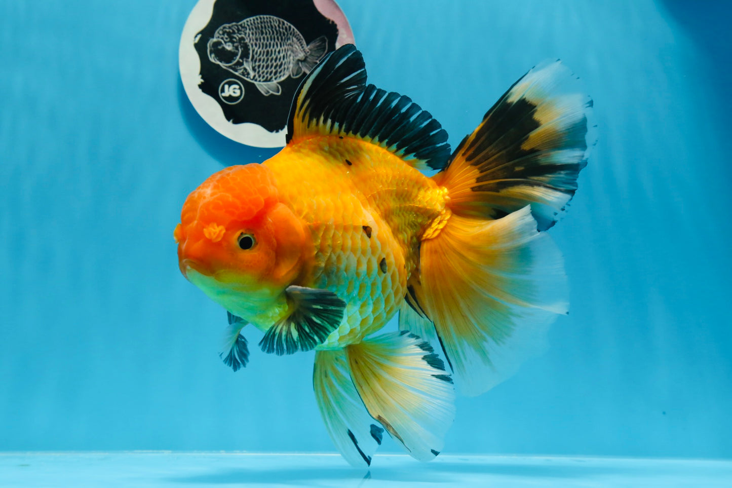 Oro negro grado AAA (Apache) Oranda macho de 7 pulgadas n.° 0712OR_16