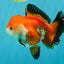 A Grade Tricolor Oranda Female 5-5.5 inches #030626OR_29