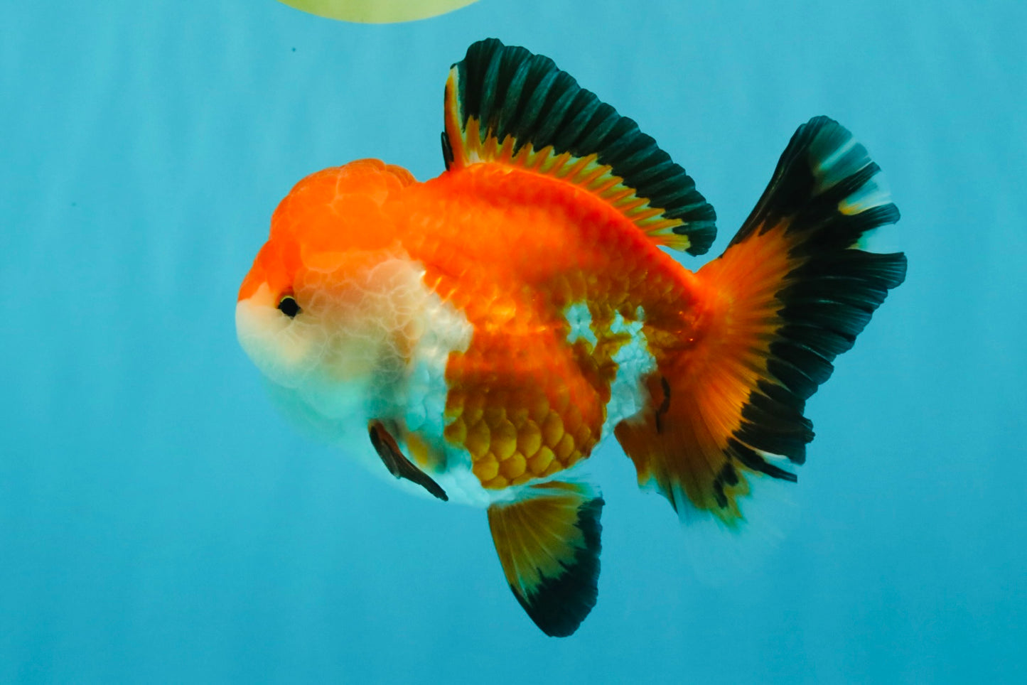 A Grade Tricolor Oranda Female 5-5.5 inches #030626OR_29