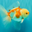AAA Grade Red White Oranda Male 5.5 inches #062626OR_21