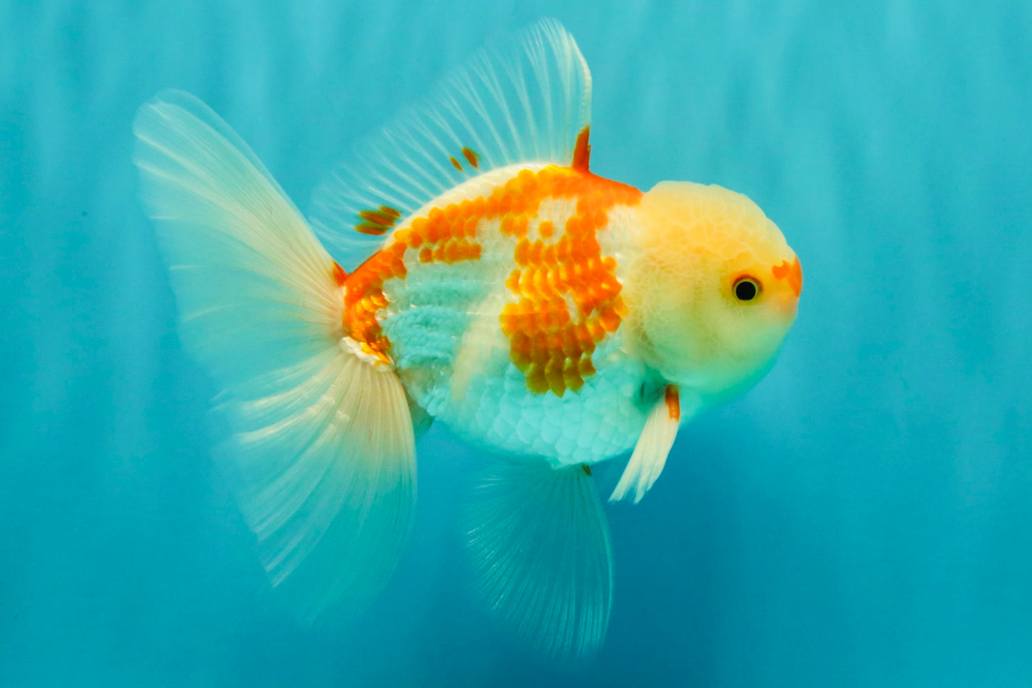 AAA Grade Red White Oranda Male 5.5 inches #062626OR_21