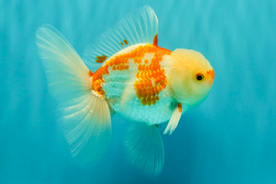 AAA Grade Red White Oranda Male 5.5 inches #062626OR_21