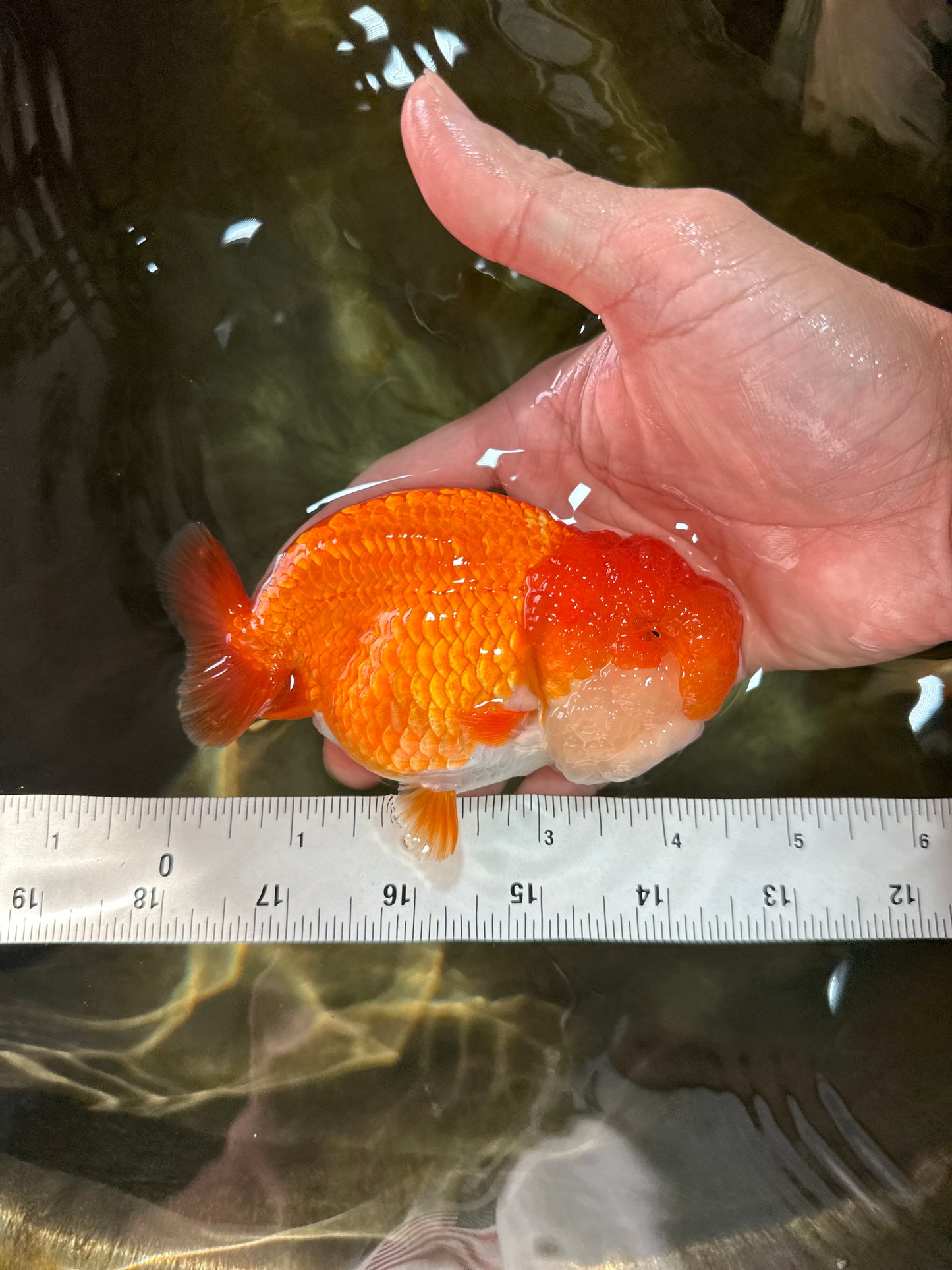 TOP WEN AAA Grade SUPER WEN Red White LionQueen 4.5 inches #050225LC_17