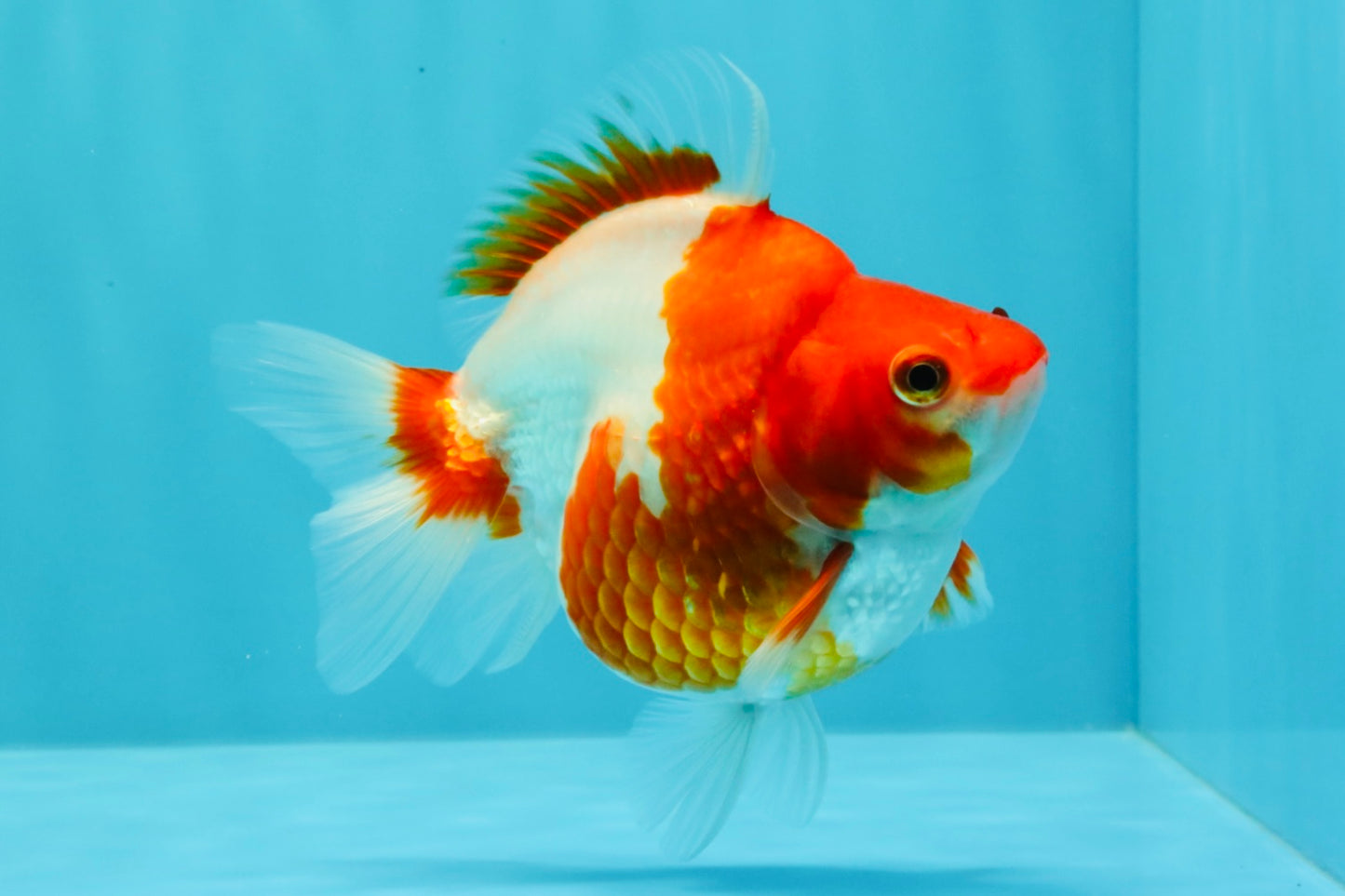 A Grade Red White Ryukin Female 4.5 inches #031326RK_32