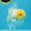 A Grade White Oranda Male 5 inches #060625OR_22