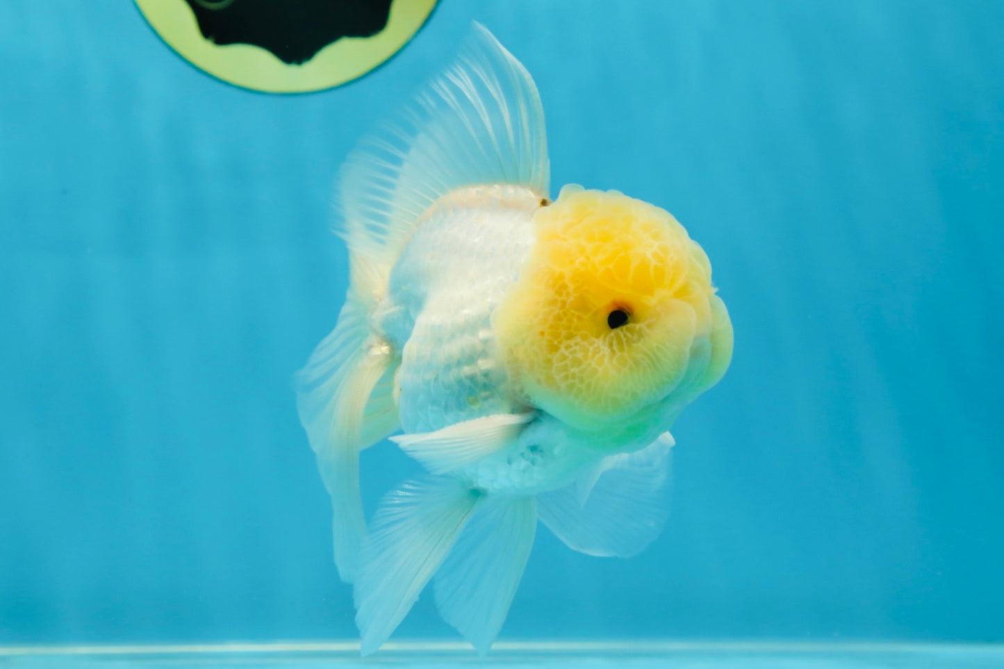 A Grade White Oranda Male 5 inches #060625OR_22