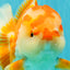CHUBBY AAA Grade Red White Oranda Male 6 inches #081426OR_01
