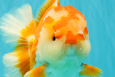 CHUBBY AAA Grade Red White Oranda Male 6 inches #081426OR_01