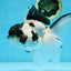 A Grade UNIQUE Panda Oranda Female 6-6.5 inches #091925OR_01