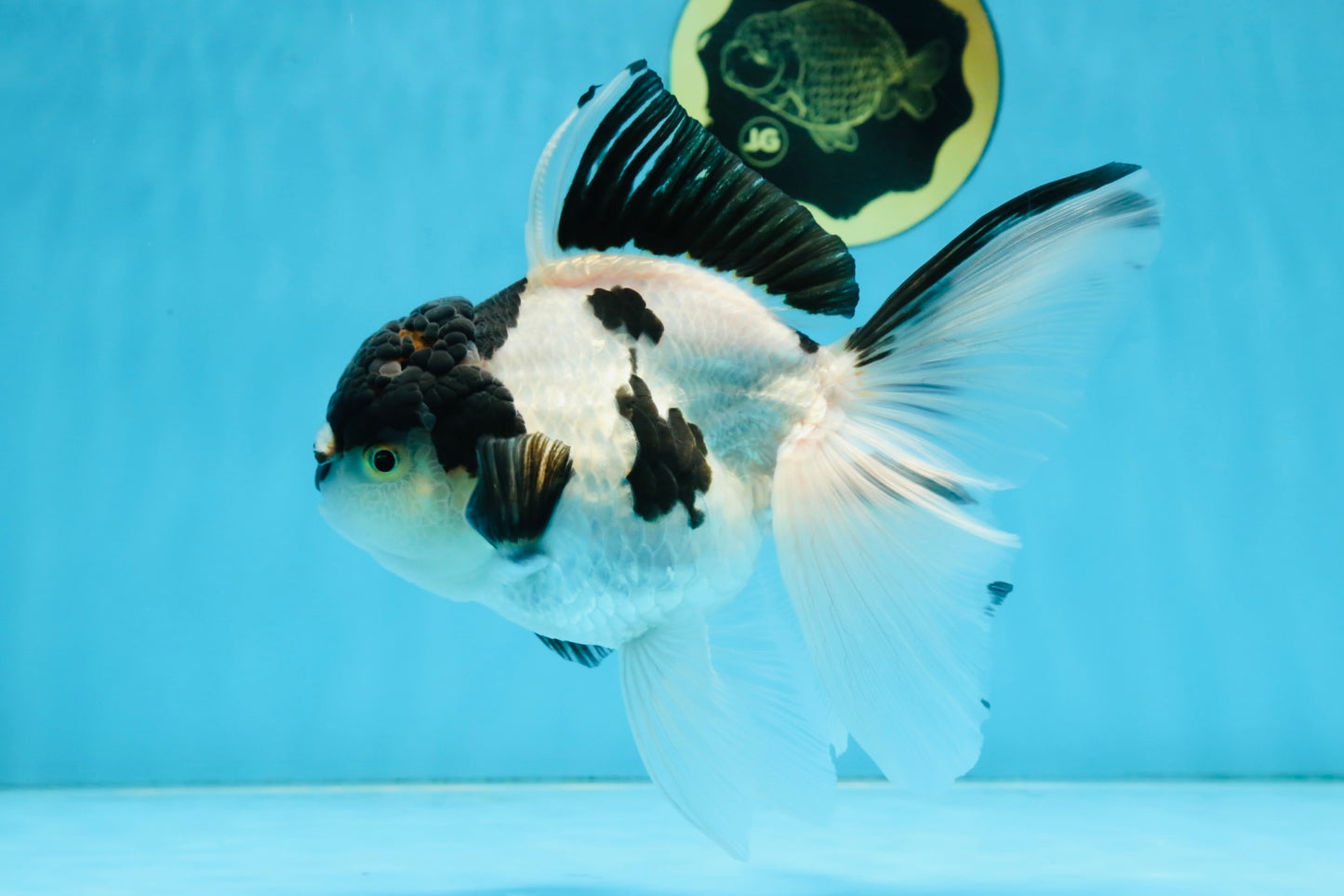 A Grade UNIQUE Panda Oranda Female 6-6.5 inches #091925OR_01
