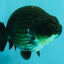 SPECIAL AAA Grade Strong Body Structure Black Cooper Ranchu Male 4.5 inches #061926RC_08