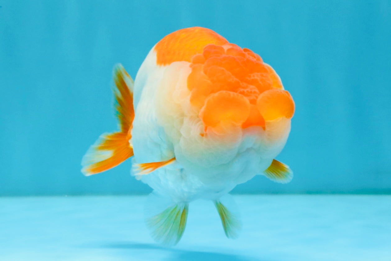 A Grade Red White LionQueen 4.5-5 inches #032726LC_19