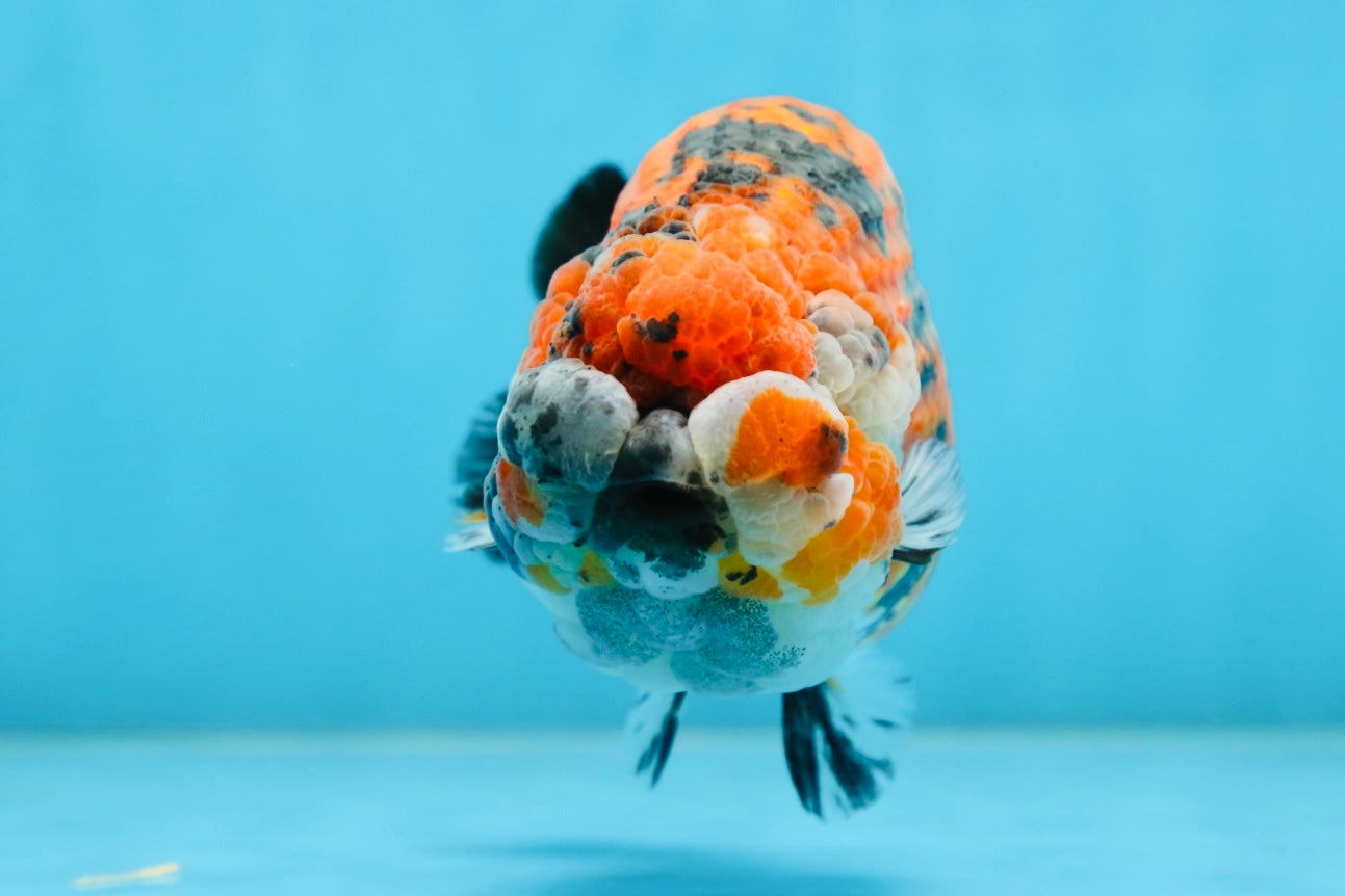 RARE AAA Grade Special Tricolor Tiger LionQueen 5.5 inches #082225LC_01