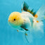 A Grade Tricolor Oranda Female 5 inches #050225OR_01