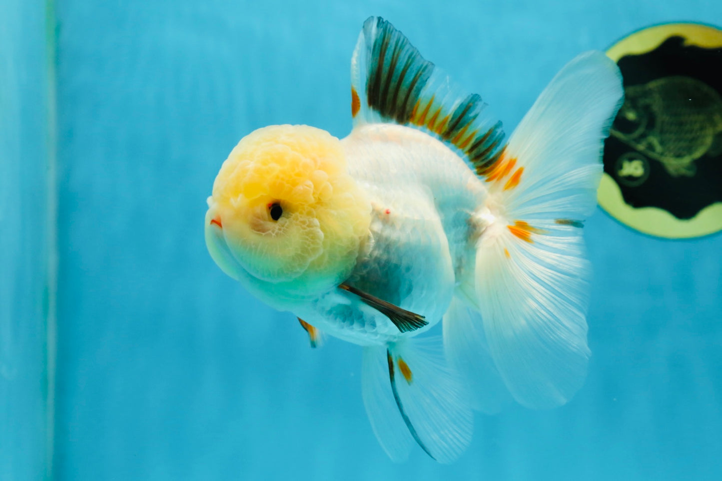 A Grade Tricolor Oranda Female 5 inches #050225OR_01