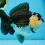 AAA Grade Panda Yuanbao Male 6 inches #091225YB_01
