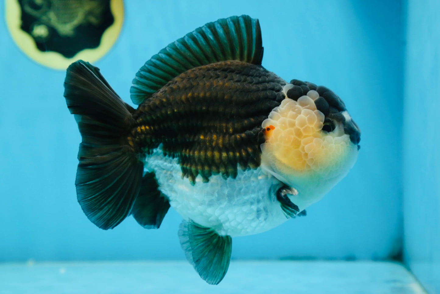 AAA Grade Panda Yuanbao Male 6 inches #091225YB_01