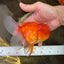 A Grade Gentle Giant Sakura Oranda Male 5.5-6 inches #062025OR_21