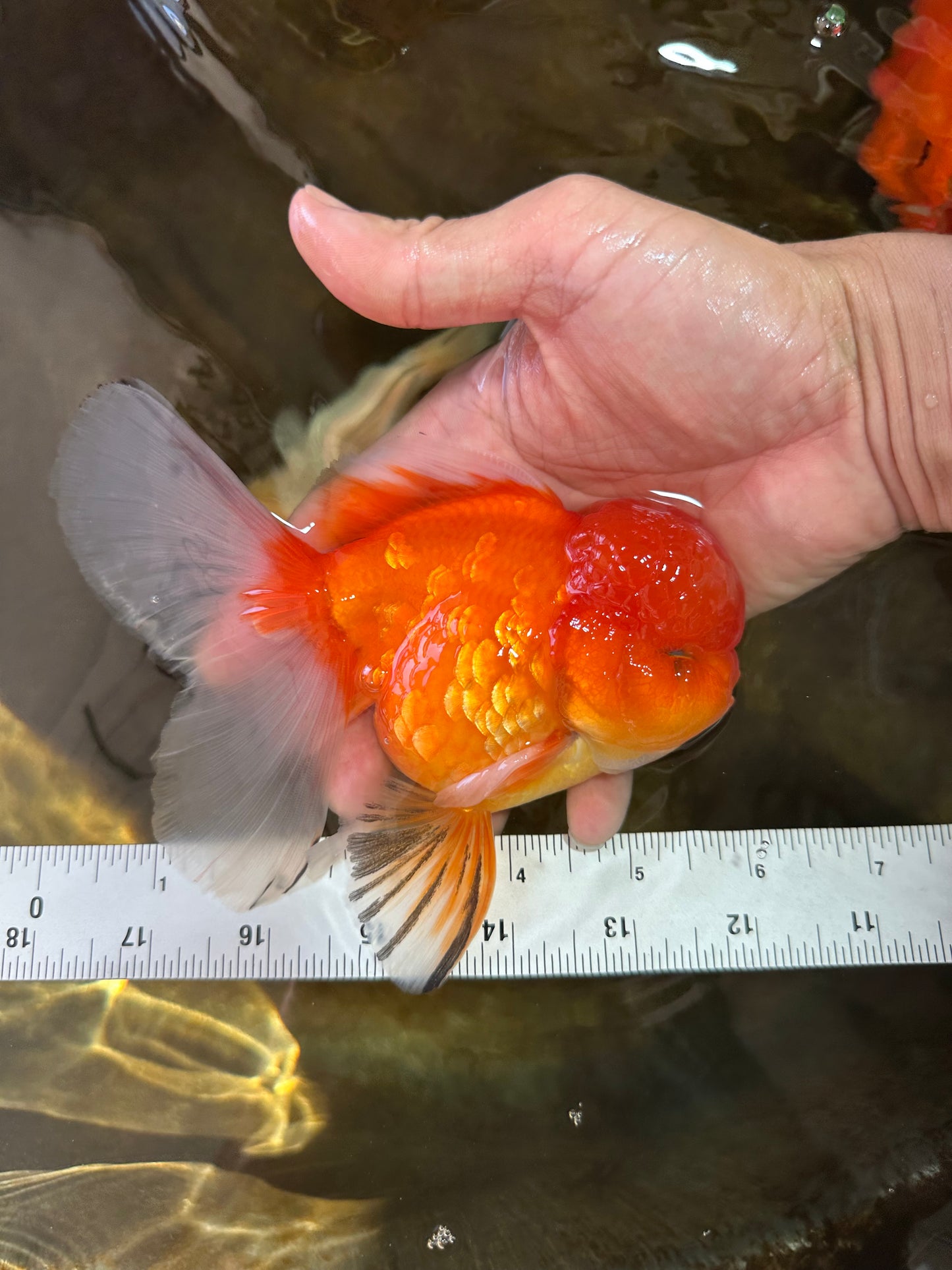 A Grade Gentle Giant Sakura Oranda Male 5.5-6 inches #062025OR_21