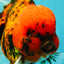 A Grade Tiger Oranda Male 7.5 inches #101626OR_19