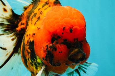 A Grade Tiger Oranda Male 7.5 inches #101626OR_19