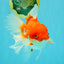 A Grade Red White Oranda Female 6.5-7 inches #050826OR_06