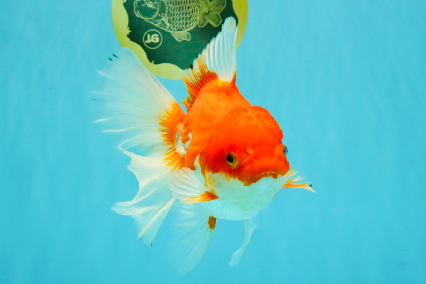 A Grade Red White Oranda Female 6.5-7 inches #050826OR_06