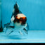 Tricolor Oranda Male 5-5.5 inches #100325OR_23