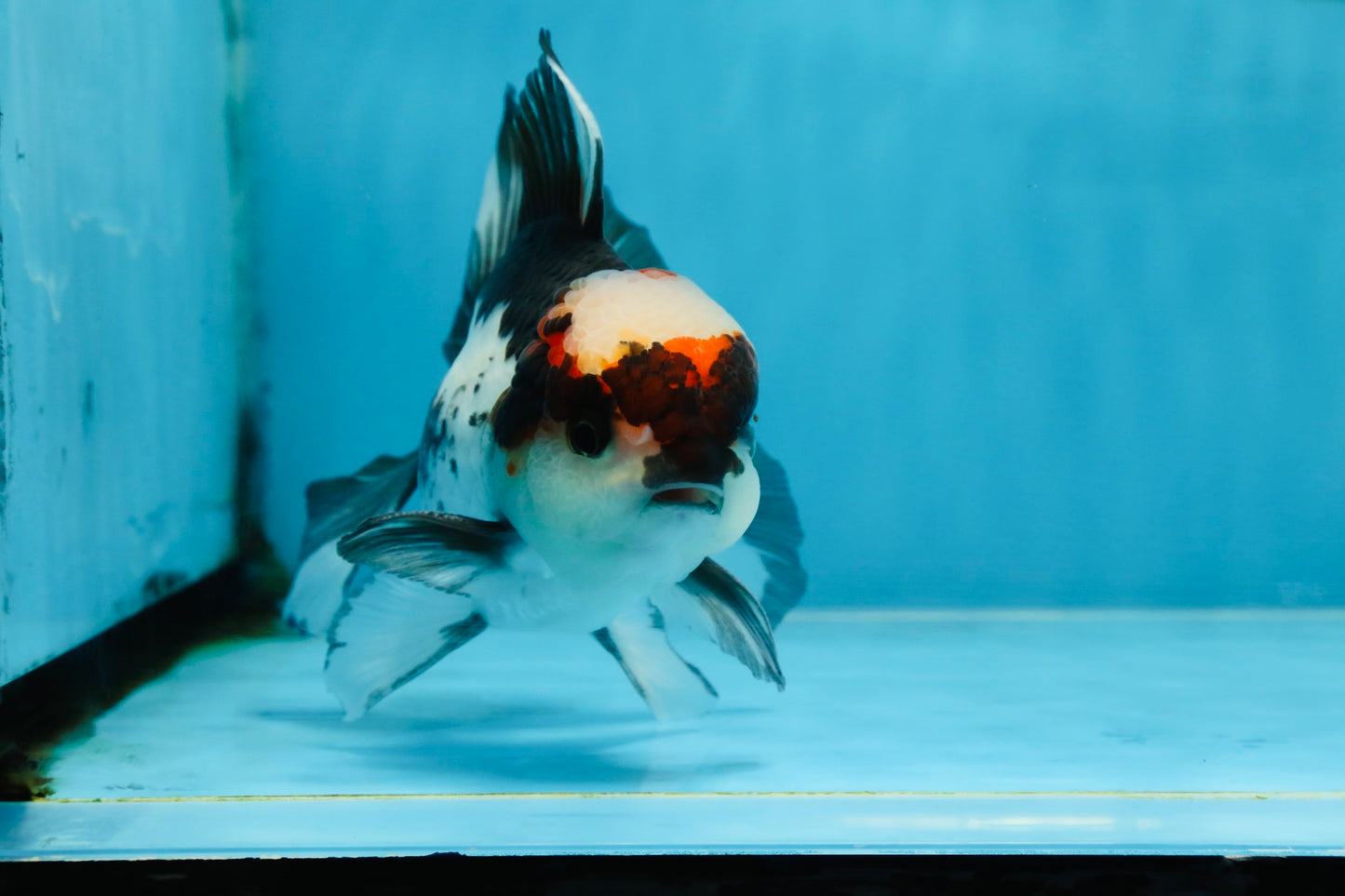 Tricolor Oranda Male 5-5.5 inches #100325OR_23