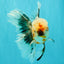 AAA Grade Calico Oranda Male 6-6.5 inches #070626OR_16