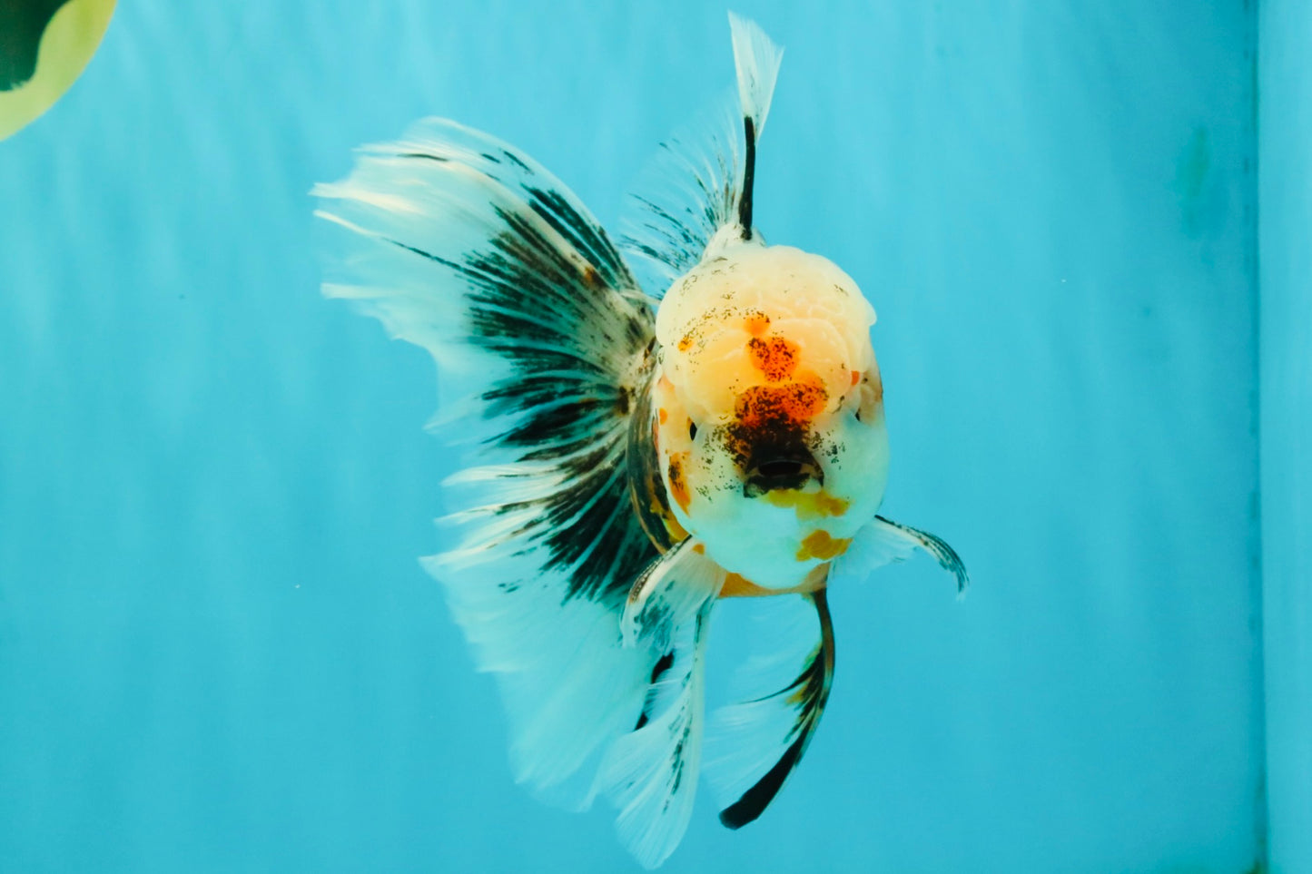 AAA Grade Calico Oranda Male 6-6.5 inches #070626OR_16