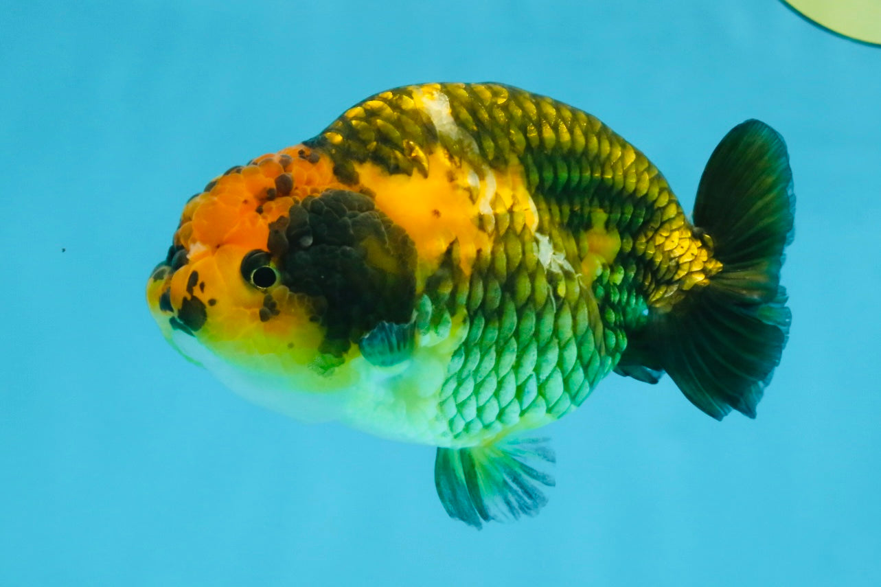 A Grade Chinese Apache Ranchu 4.5-5 inches #110725RC_12